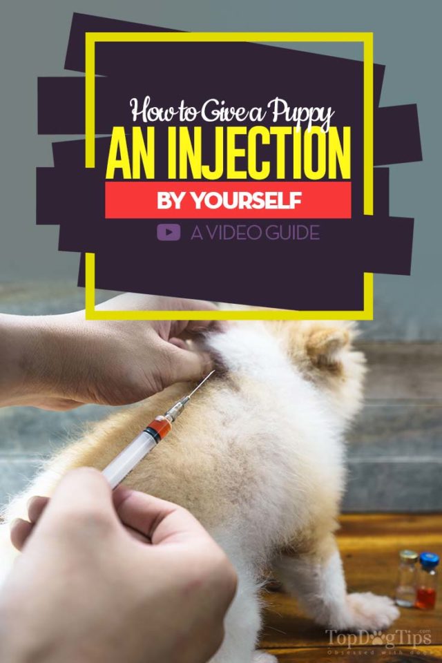 How to Give a Puppy a Shot Safely (and what you must know beforehand)