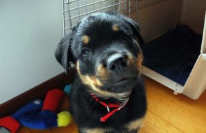 How to Make a Dog Crate Look Like Furniture How to Make a Dog Crate Look Like Furniture