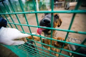 Getting a rescue dog's trust