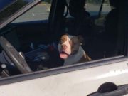 Lost Dog Asks Police for Help and They Assist in Finding Her Family Lost Dog Asks Police for Help and They Assist in Finding Her Family