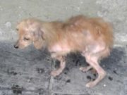 Loving Dog Welcomes Sick Brother to the Family in Most Adorable Way Loving Dog Welcomes Sick Brother to the Family in Most Adorable Way