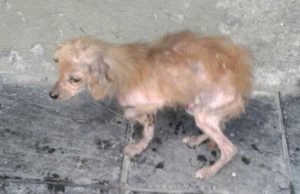 Loving Dog Welcomes Sick Brother to the Family in Most Adorable Way Loving Dog Welcomes Sick Brother to the Family in Most Adorable Way