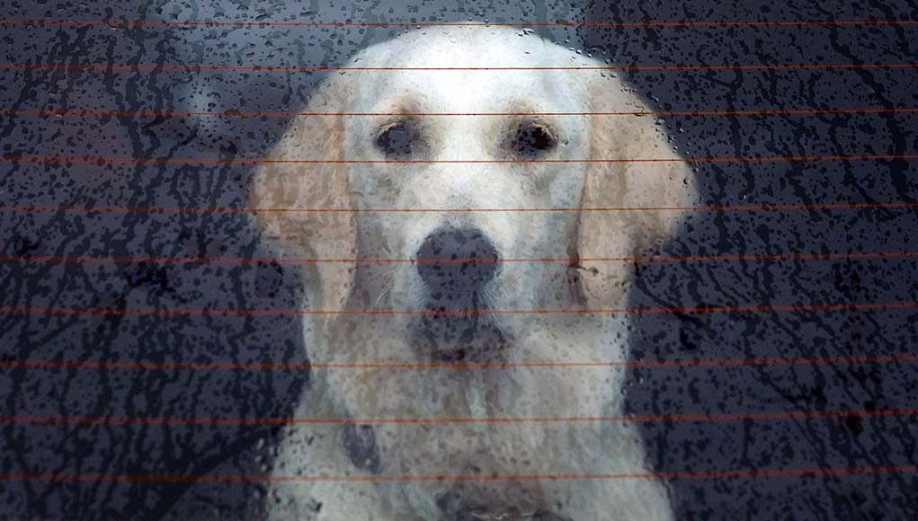 returning dog to spca