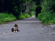 Runaway Dog Overwhelmed With Joy After Reuniting With Owner Runaway Dog Overwhelmed With Joy After Reuniting With Owner