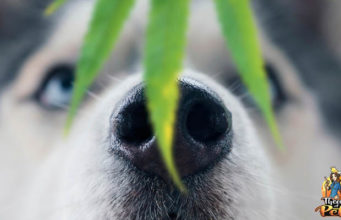 TOP #54: The Benefits of CBD for Dogs cbd dosage for dogs