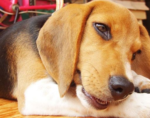 The 5 Best Bones for Dogs to Chew The Best Bones for Dogs to Chew in 2020 (Safe and Healthy Chews)