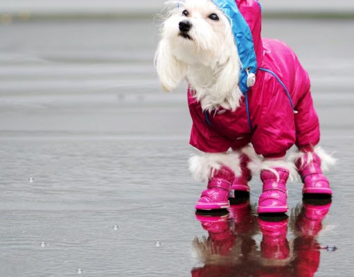 Top 50 Best Dog Shoes of All Time Top 50 Best Dog Shoes of All Time