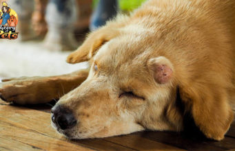 TOP #59: Treating Canine Cancer with Coley’s Toxins Treating Canine Cancer with Coley’s Toxins - Podcast