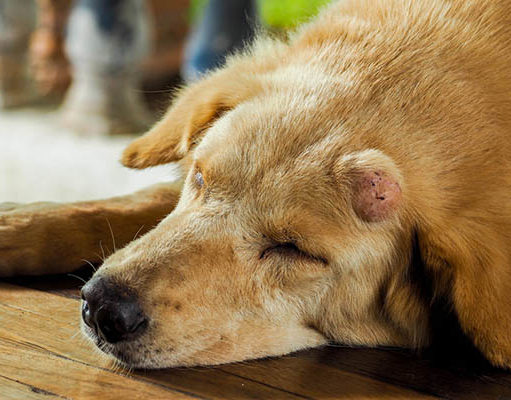 TOP #59: Treating Canine Cancer with Coley’s Toxins Treating Canine Cancer with Coley’s Toxins - Podcast