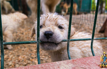 TOP #55: What Are Puppy Mills and How to Avoid Them What Are Puppy Mills and How to Avoid Them - Podcast