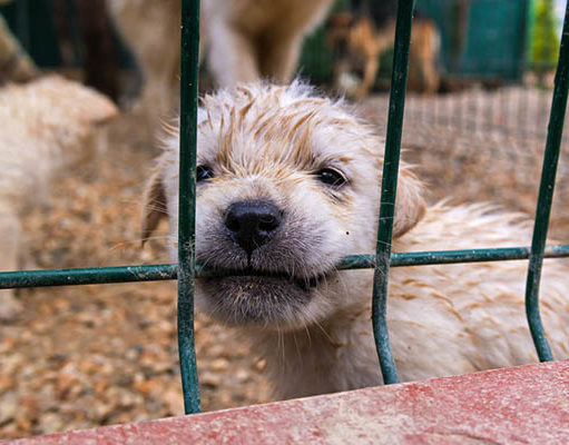TOP #55: What Are Puppy Mills and How to Avoid Them What Are Puppy Mills and How to Avoid Them - Podcast