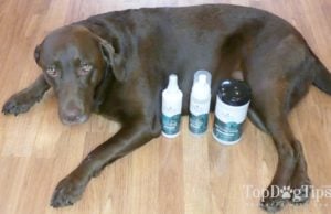 Review: Zogics Pet Dog Grooming Supplies Zogics Dog Grooming Supplies