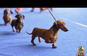 TOP #57: How to Get Started in Dog Shows