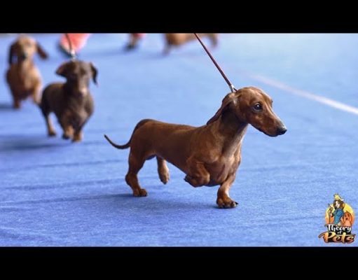 TOP #57: How to Get Started in Dog Shows