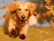 10 Unique Fall Activities with Dogs Popular Fall Dog Names - Golden Retriever zooming through fallen leaves