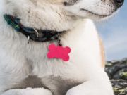 1000 Most Cool Dog Names