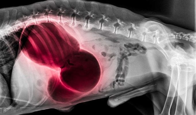 Stunning Causes Of Stomach Problems In Dogs From Grass image