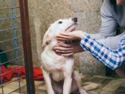 12 Ways to Help Homeless Pets and Shelters 12 Ways to Help Homeless Pets and Shelters