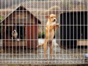 13 Reasons Why Dogs End Up in Shelters 13 Reasons Why Dogs End Up in Shelters