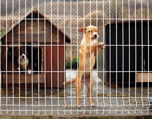 13 Reasons Why Dogs End Up in Shelters 13 Reasons Why Dogs End Up in Shelters