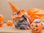 15 Dog Safety Tips for Halloween Halloween Dog Treats Idea