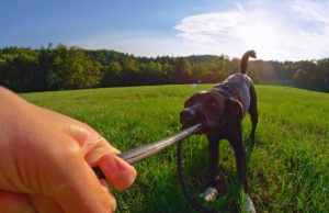 15 Most Stubborn Dog Breeds (Hard to Train) 15 Most Stubborn Dog Breeds (Hard to Train) featured image