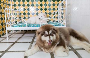 15 Things to Do Before Booking a Dog Hotel 15 Things to Know About Dog Hotel Before You Leave Your Pup There