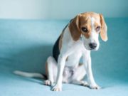 7 Situations That May Stress Out Your Dogs Signs of a Shy, Timid, and Fearful Dog