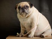 7 Unexpected Ways You May Be Harming Your Dog 7 Unexpected Ways You Could Be Harming Your Dog