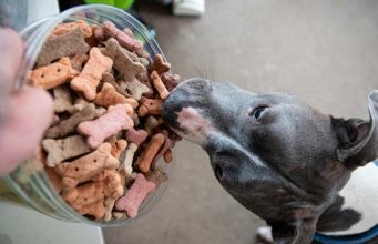 8 Best Weight Gain Supplements for Dogs 8 Best Weight Gain Supplements for Dogs