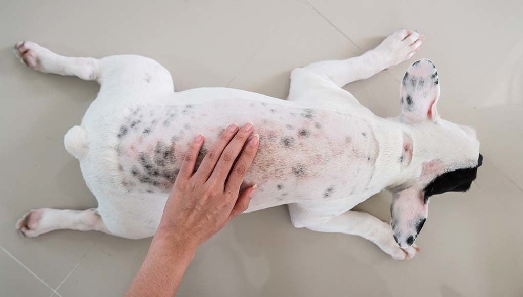 what are skin lesions on dogs