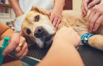9 Emergency Dog Health Conditions That Cannot Be Delayed 9 Emergency Dog Health Problems That Cannot Be Delayed