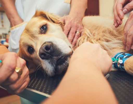 9 Emergency Dog Health Conditions That Cannot Be Delayed 9 Emergency Dog Health Problems That Cannot Be Delayed