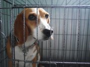 A Timeline of How and Why Beagles Were Used in Lab Experiments A Timeline of How Beagles Were Used in Lab Experiments