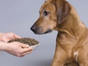 Ask a Vet: What’s the Best Dog Food for Arthritis and Joint Health? Ask a Veterinarian - What Is the Best Dog Food for Arthritis and Joint Health