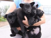 Breeder vs. Shelter: Where Should You Adopt a Dog? Breeder vs Shelter - Where Should You Adopt a Dog