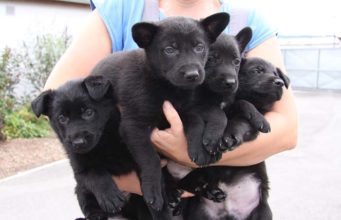 Breeder vs. Shelter: Where Should You Adopt a Dog? Breeder vs Shelter - Where Should You Adopt a Dog