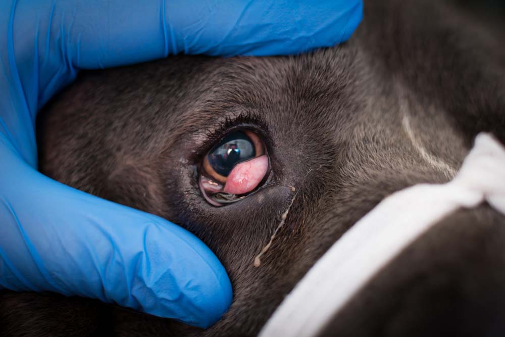 Cherry Eye in Dogs