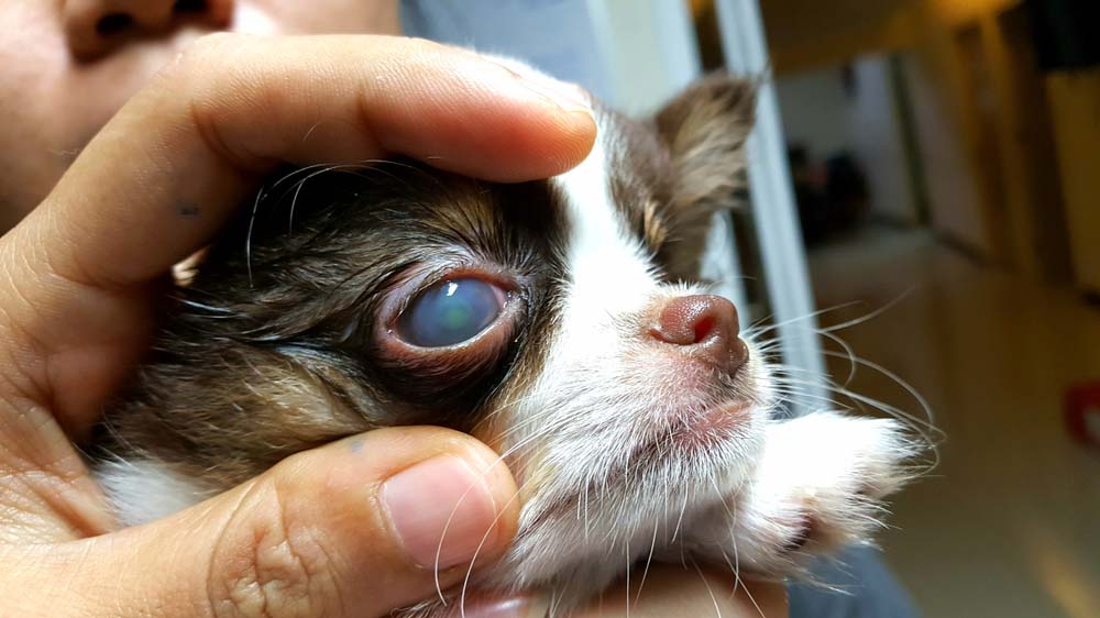 Corneal Ulcer in Dogs