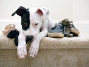 Destructive Chewing: Why Dogs Love to Gnaw and How to Stop This Destructive Chewing - Why Dogs Love to Gnaw and How to Stop This