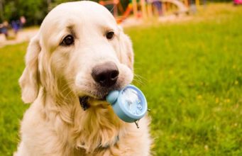 Do Dogs Really Know How to Tell Time? Do Dogs Really Know How to Tell Time featured image