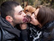 Do Loving Dogs Still Feel Jealousy? Science Says Yes Do Loving Dogs Still Feel Jealousy - Science Says Yes