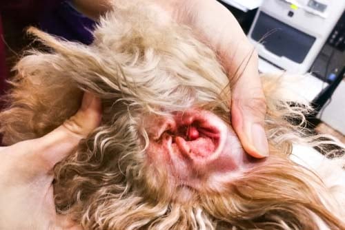 how to kill bacteril infection in dogs ear