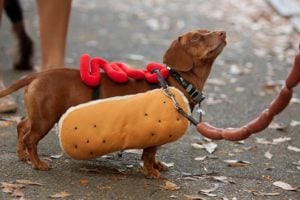 Dog Halloween Leash - Halloween Safety Tips for Dogs