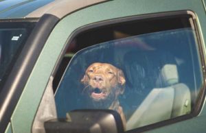 Ontario Pet Owner Charged For Leaving Dog Inside Hot Car Ontario pet owner charged for leaving dog in car