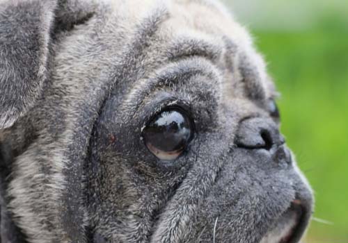 Dry Eye Syndrome in Dogs (KCS)