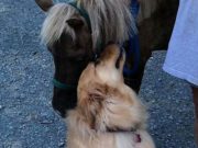 Friendly Golden Retriever Becomes BFFs with Neglected Mini-Horse Friendly Golden Retriever Becomes BFFs with Neglected Mini-Horse
