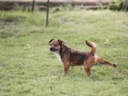 Ground Scratching: Why Dogs Do It After Bathroom Breaks Ground Scratching - Why Dogs Do It After Bathroom Breaks