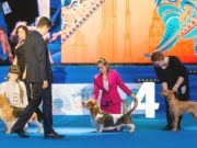 How Dog Shows May Incite Puppy Mill Cruelty How Dog Shows May Incite Puppy Mill Cruelty