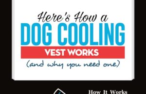 How a Dog Cooling Vest Works How a Dog Cooling Vest Works (and when you need one)